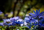 Blume