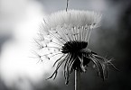 Pusteblume